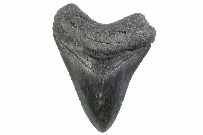 Serrated, Fossil Megalodon Tooth - South Carolina #371866
